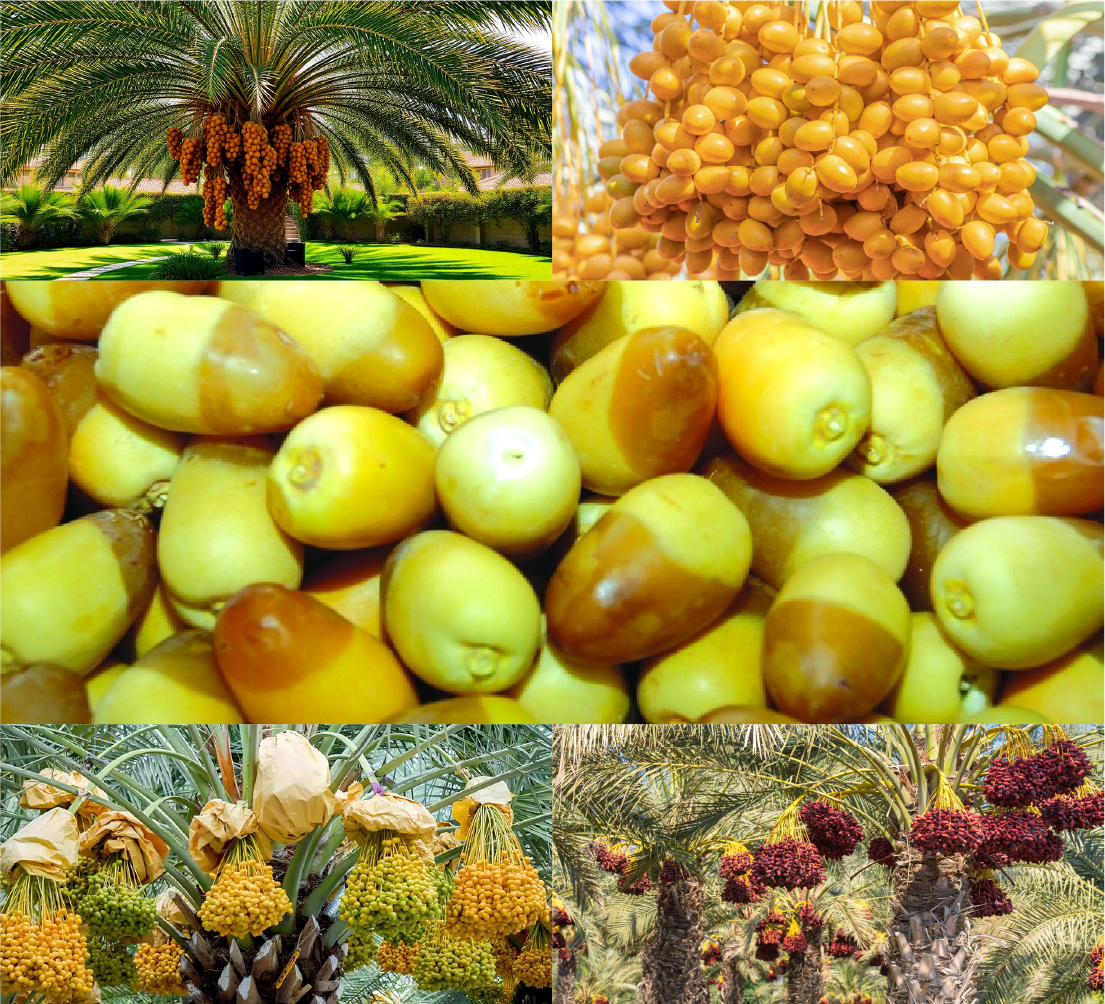 Hands holding fresh vegetables
